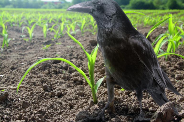 Vogelvraat