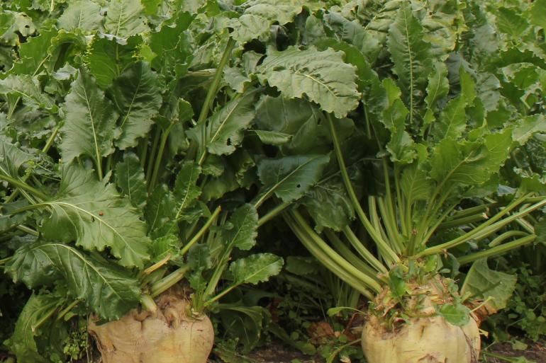 Door de gladde bieten is Feedbeet met gangbare suikerbietenrooiers bijzonder schoon te rooien