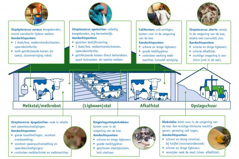 Overzicht Mastitis Tankmelk