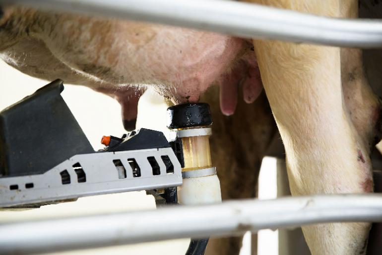 Dankzij de unieke transparante beker wordt elk kwartier optimaal gestimuleerd voor een hoge melkstroom, korte melktijd en efficiënt gebruik van de DeLaval VMS-melkrobot