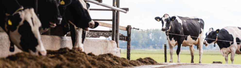 Headerfoto Veeteelt (1200 x 400 px).png