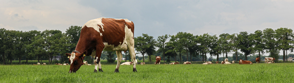 Veeteelt Headerfoto1500x400.png