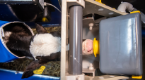 Kalfje in drinkstation met hygiënebox