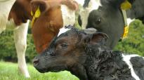 Neospora besmetting verloopt meestal van koe op kalf, maar kan ook via honden worden overgedragen.