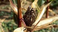 Soms is kopbrand moeilijker zichtbaar en wordt de ziekte pas laat in september opgemerkt in de kolf of bovenin de pluim