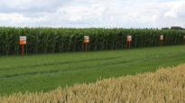 kws maisrassen