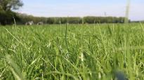 Droogtetolerante grassen beschermen ruwvoeropbrengst | DLF
