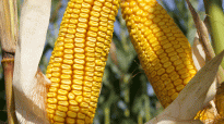 Steeds meer veehouders kiezen voor dent-mais