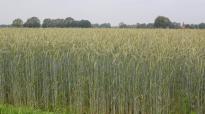Snelle Lente Rogge als vanggewas na maïs