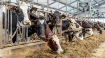 Vitamine E-behoefte tijdens de droogstand