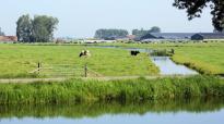 koeien_wei_boerderij_landschap
