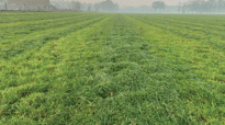 Inkuilen-van-herfstgras-is-een-uitdaging