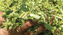 Maissilage