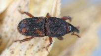 Check maïszaden die op de boerderij bewaard worden op aanwezigheid van ongewenste insecten. Hoe meer aangevreten zaden, hoe lager de kiemkracht. Bij een sterke aantasting worden de maïszaden onbruikbaar. Ook bijv. graanzaden kunnen worden aangetast.