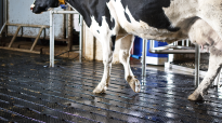 Koe op roosterrubber voor DeLaval VMS melkrobot
