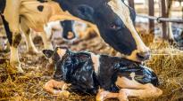 Ondersteun de lever met ReaShure-XC
