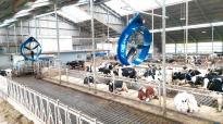 DeLaval Cow Cooling in de stal