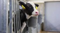 Sterke kalveren zijn de basis voor sterke melkkoeien