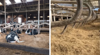 Koeien liggend in hun ligbed. En een diepstrooisel stal met maatwerk stalstrooisel.