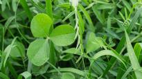 Vital Earth Vanggras - 50% meer ds-opbrengst dan onbemest Italiaans raaigras