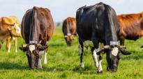 Collie werkt met tags die aan de halsbanden zijn vastgemaakt en met GPS precies kunnen bepalen waar een koe is.