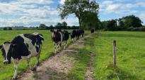 Melkvee dat langs kavelpad loopt
