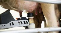 Dankzij de unieke transparante beker wordt elk kwartier optimaal gestimuleerd voor een hoge melkstroom, korte melktijd en efficiënt gebruik van de DeLaval VMS-melkrobot